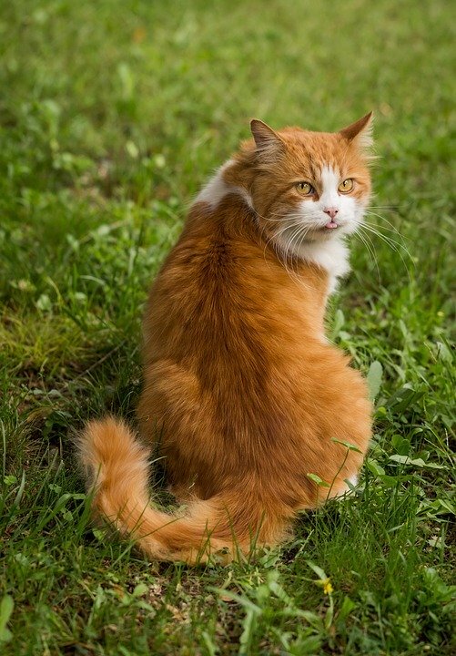 https://pixabay.com/photos/animal-cat-nature-portrait-feline-1868606/