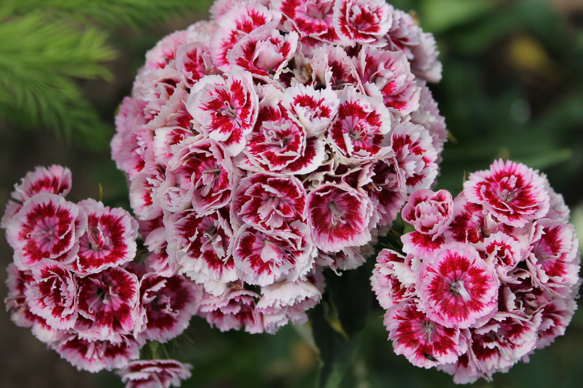 Гвоздика турецкая (Dianthus barbatus)