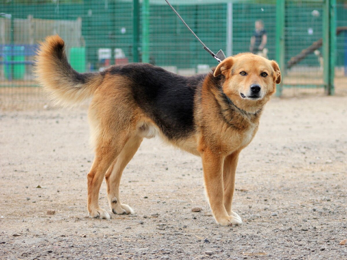 Барон, приют солнцево