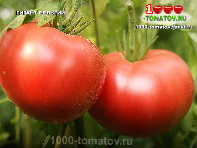Томат ГИГАНТ БЕЛЬГИИ фото 2