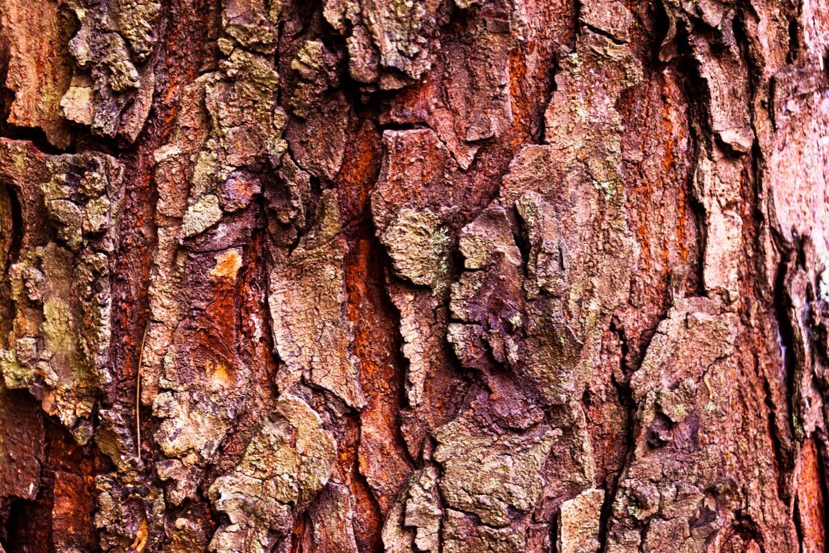  Перидерм, также называемый корой, является наружным защитным слоем растения.Элизабет Фернандес / Момент / Getty Images 