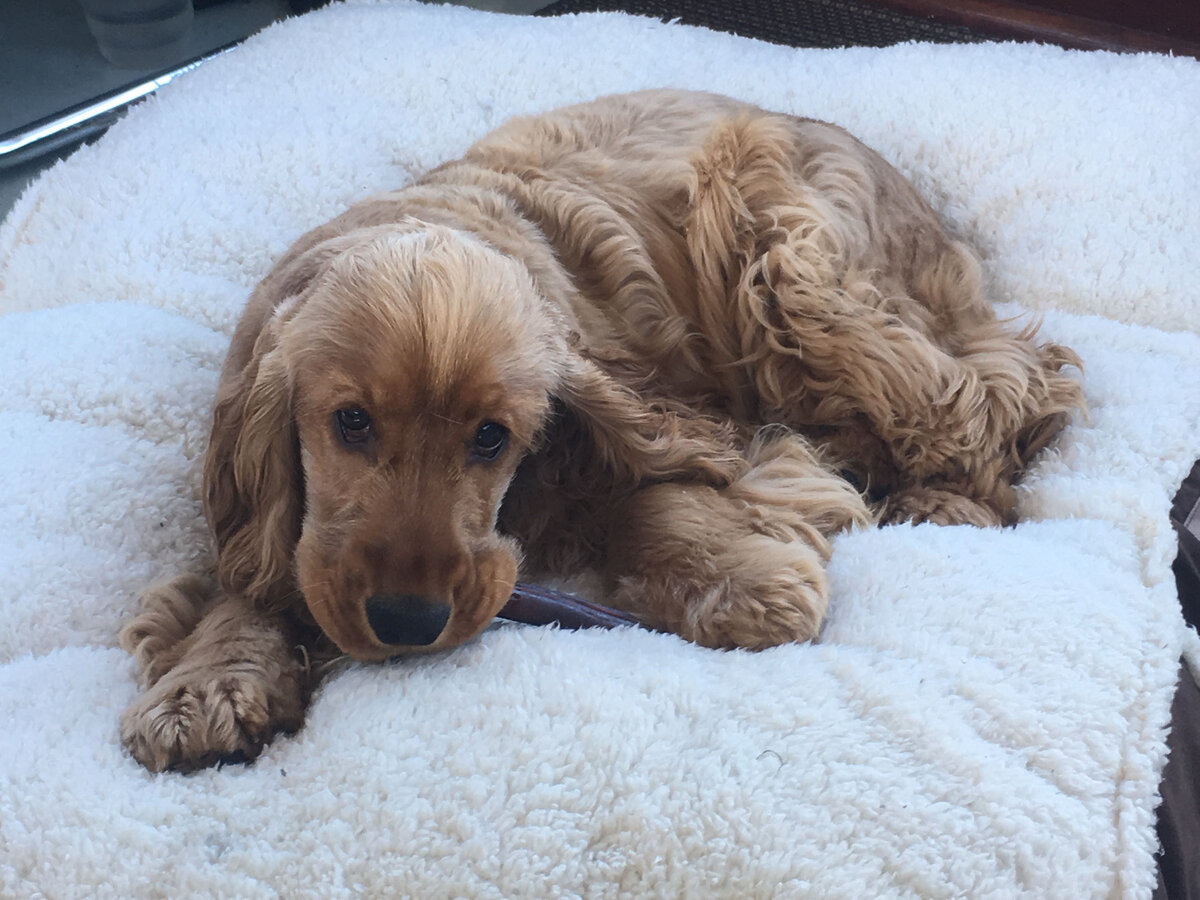 Мне очень нравятся спаниели...Серьезно. Это одна из моих любимых пород, с которой у меня связаны теплые воспоминания из детства. Однако я вряд ли заведу себе рыжеухого малыша во второй раз.