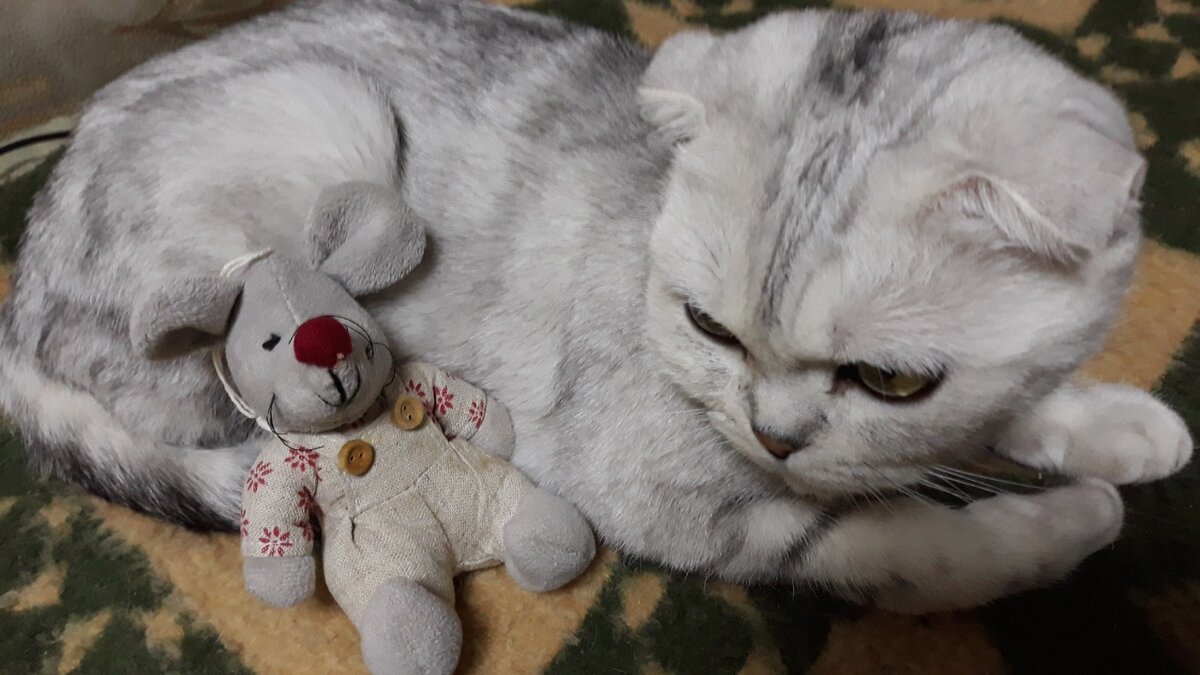 Фото моё.И кошка Бонечка моя)))
