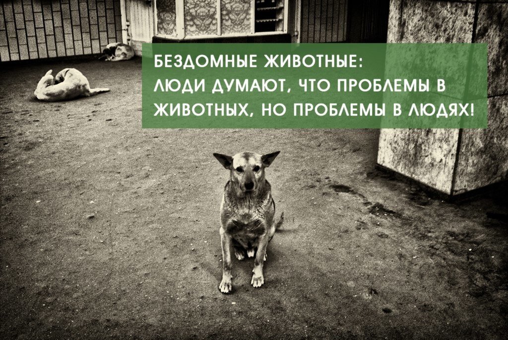Картинки про бездомных животных