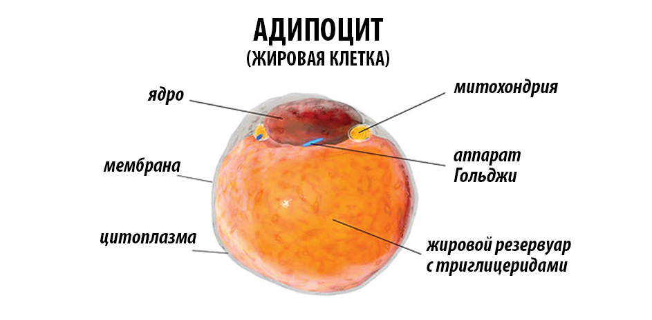 Жировая клетка рисунок