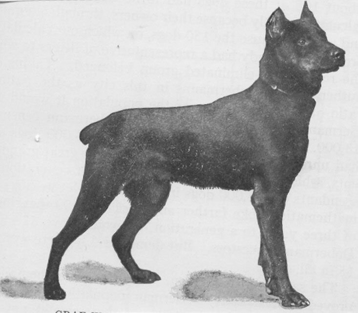 Так выглядел первый доберман. Взято с Яндекс.Картинки
