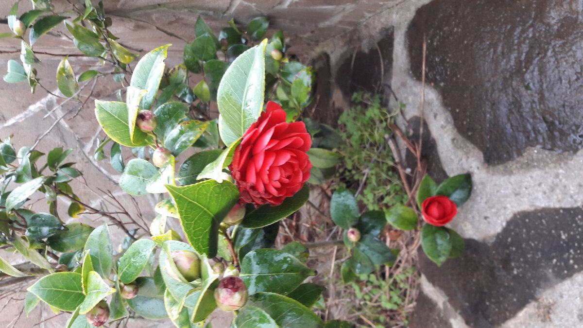 Март! Время цветения камелии! Фото автора.