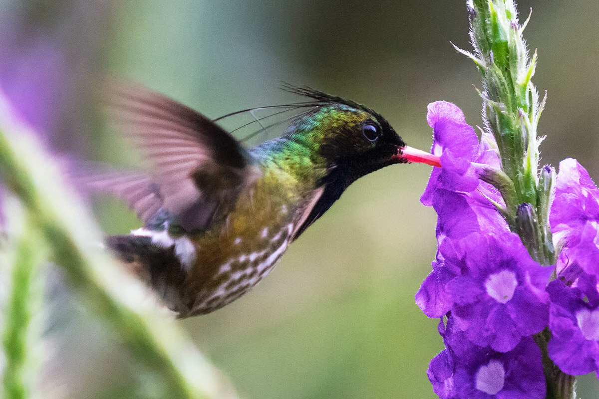 Чернохохлая пафозия, фото: Оксана Быстрицкая
