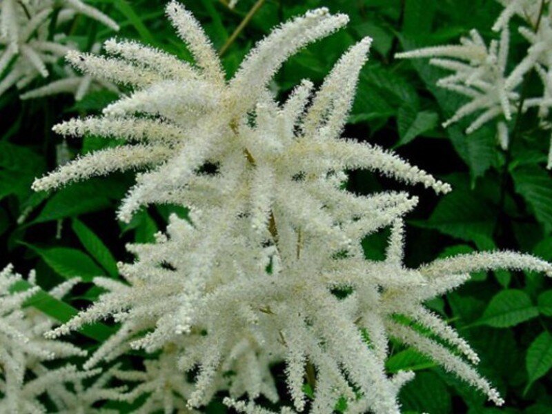 Волжанка двудомная фото. Волжанка двудомная (Aruncus dioicus). Арункус / Волжанка двудомная. Волжанка Арункус обыкновенная. Волжанка двудомная (a. dioicus).