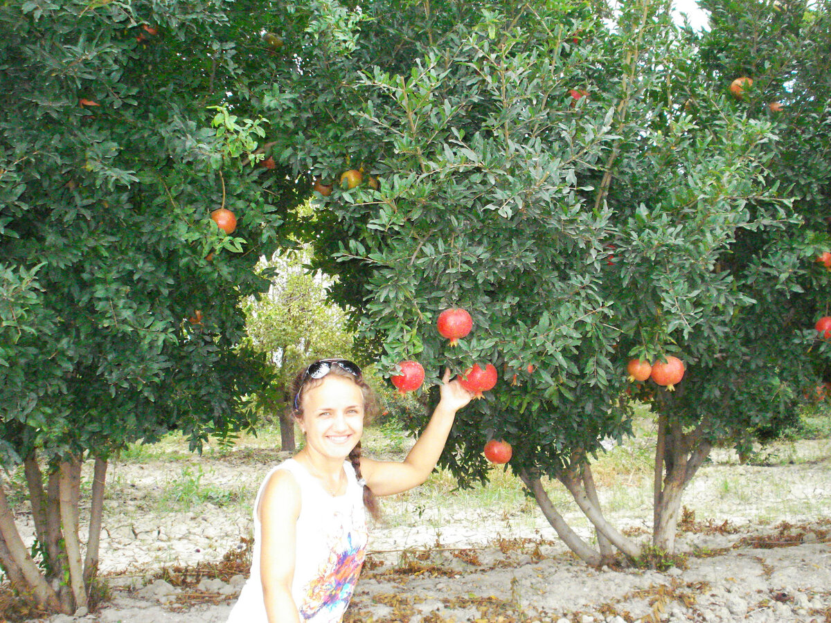 С плодами граната. Фото автора.