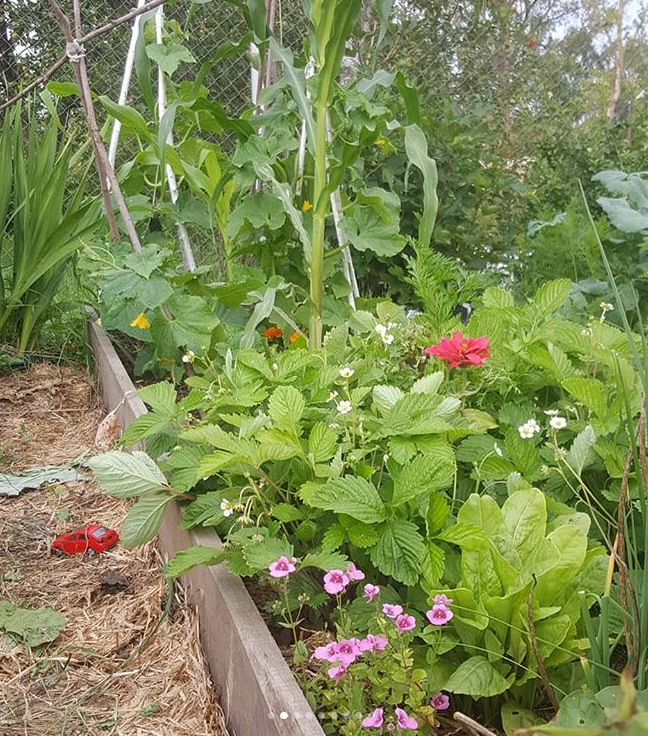 Грядка на целине в первый же год.
