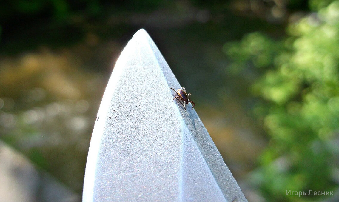 Тоже моя фотография. Не помню какой год. На ноже клещ позирует.