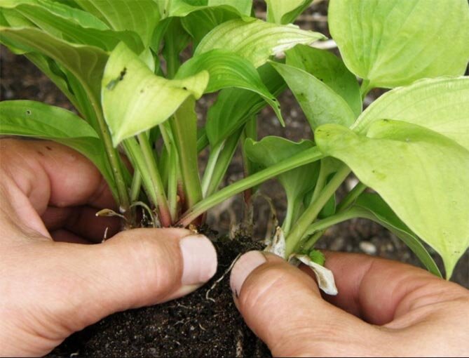 Источник фото: wiki-dacha.ru