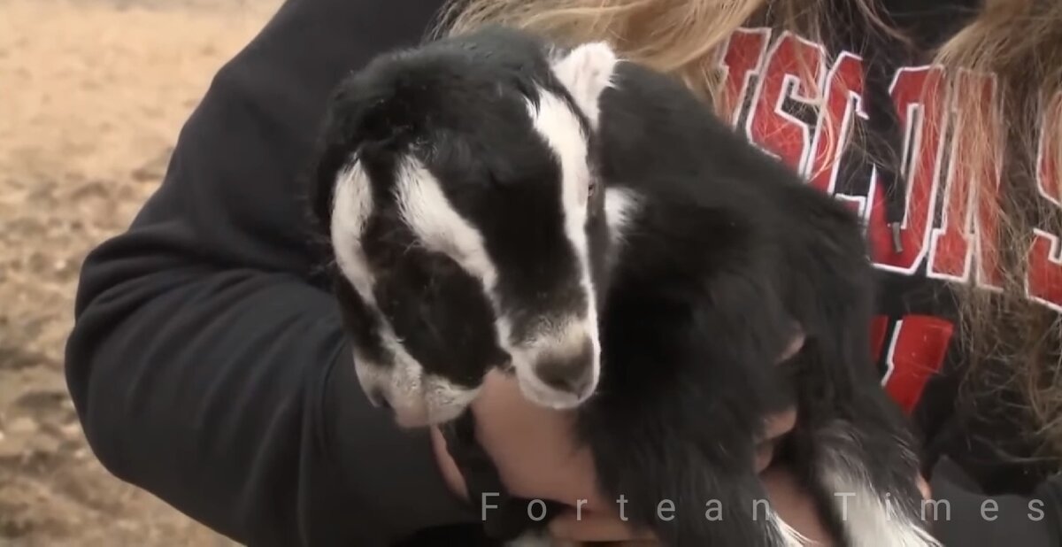 Двухглавый козёл Янус.