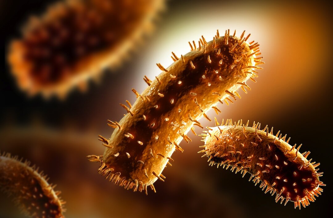 Вирус бешенства 