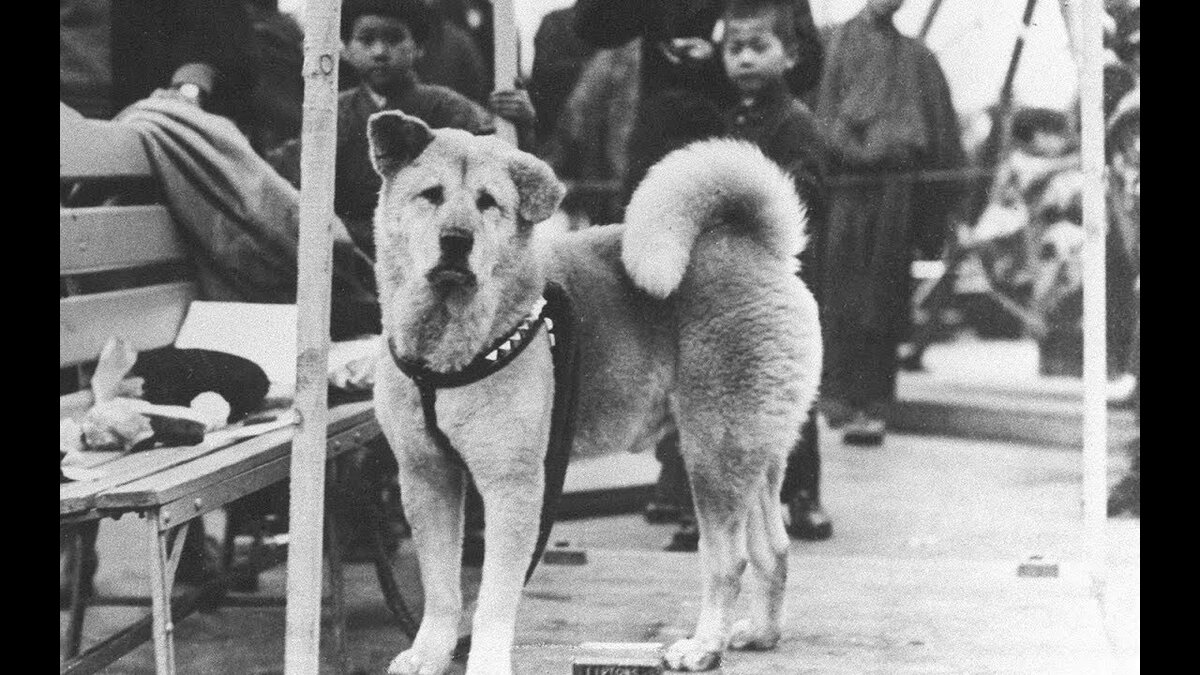 фото настоящего Хатико.