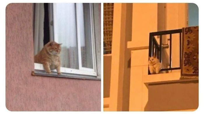 Фотоматериал: Все фото с BoredPanda