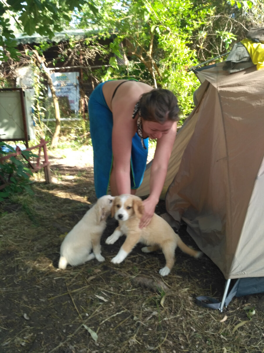 щенки лезут в палатку