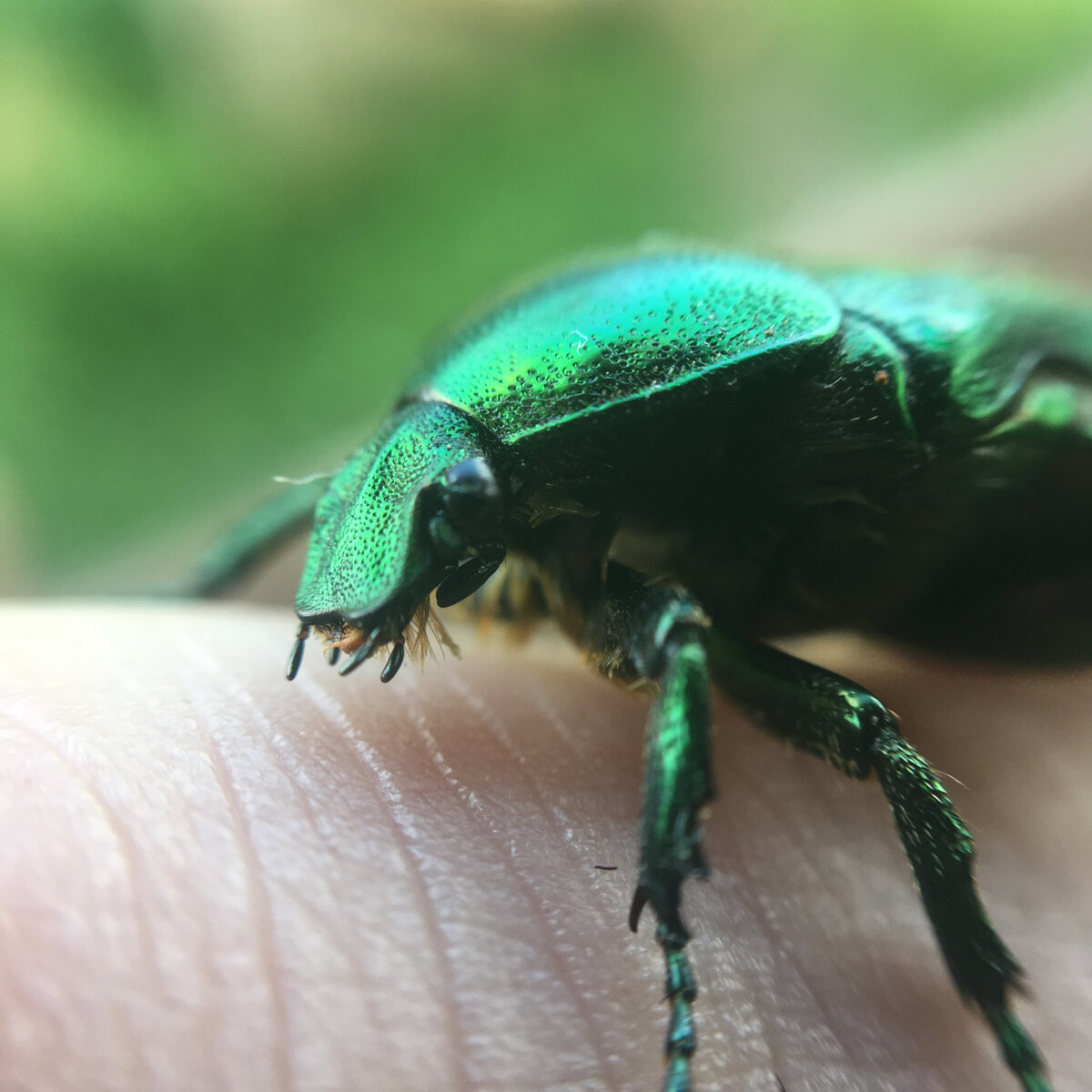 - Фактически этот жук черный, но тонкие и сложные микроструктуры его покровов, преломляющие и разлагающие свет, создают игру лучей, и жук кажется металлически-зеленым, синим и даже медно-красноватым. Такая окраска в отличие от обычной пигментации называется структурной, или оптическойИсточник: https://fishki.net/2288158-bronzovka-majskij-zhuk-kotoryj-vovse-ne-majskij.html © Fishki.net