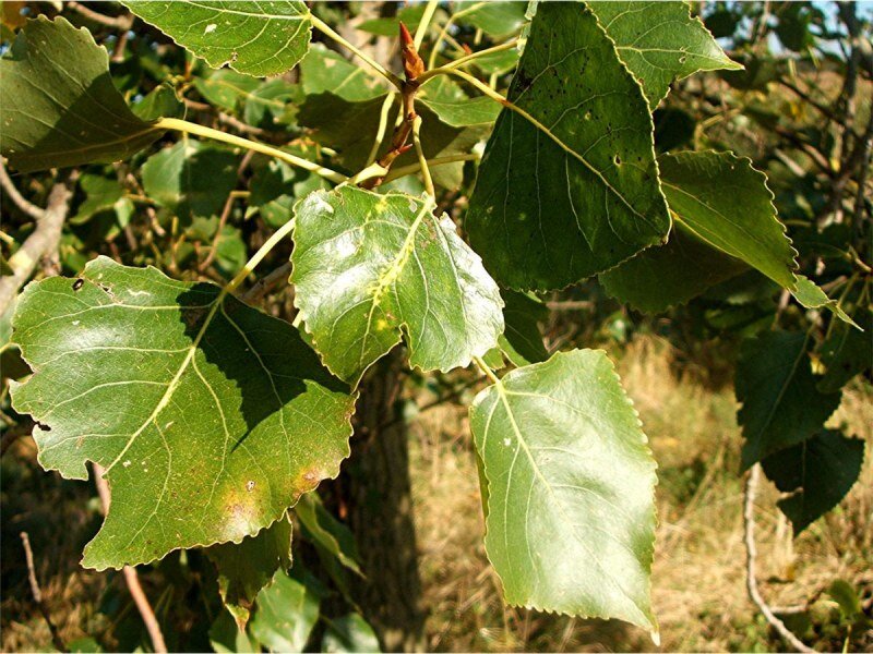 Тополь чёрный.