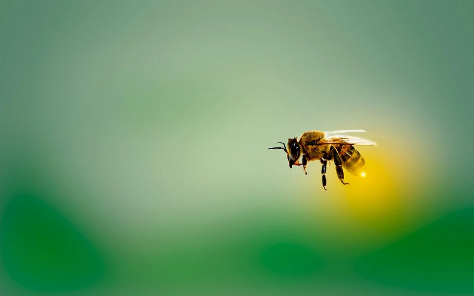https://pixabay.com/photos/honeybee-bee-honey-insect-nature-4913122/