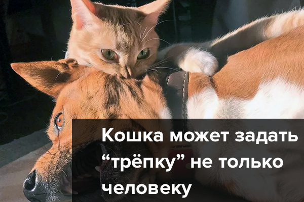 Острожно! Нежный и ласковый зверь!