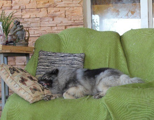 Из архива питомника LIEBE KINDER