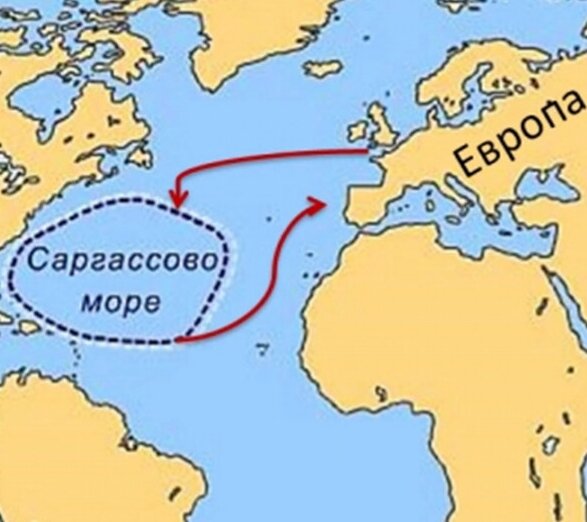 Ареал обитания и миграция речного угря.