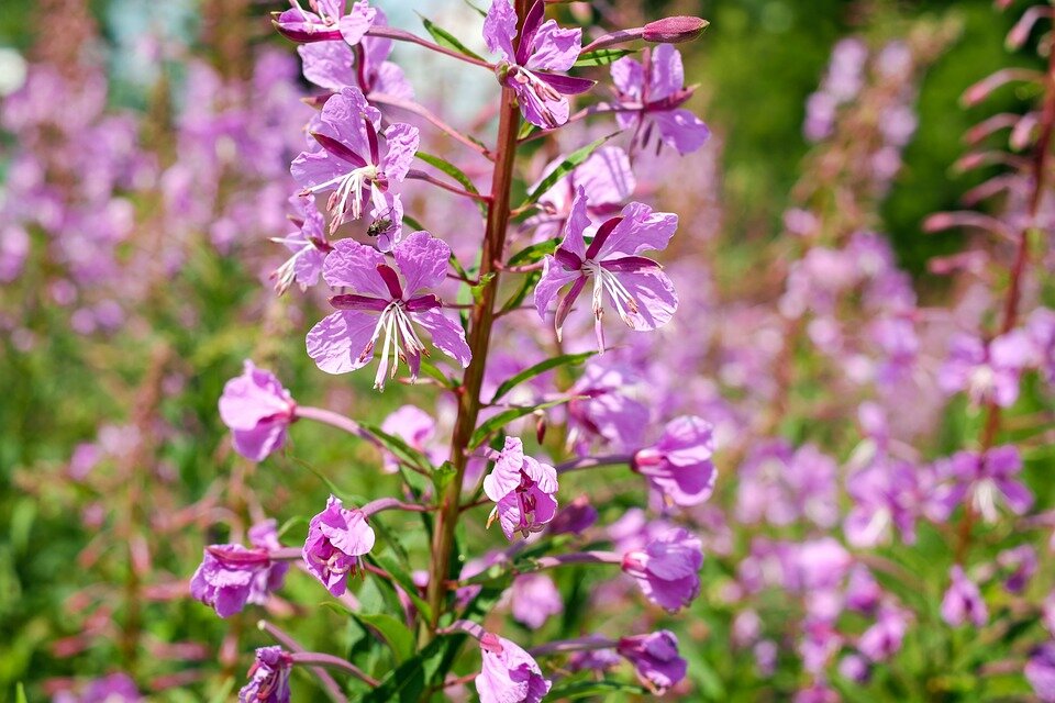 Источник фото: https://cdn.pixabay.com/photo/2017/08/04/20/20/epilobium-angustifolium-2581339_960_720.jpg