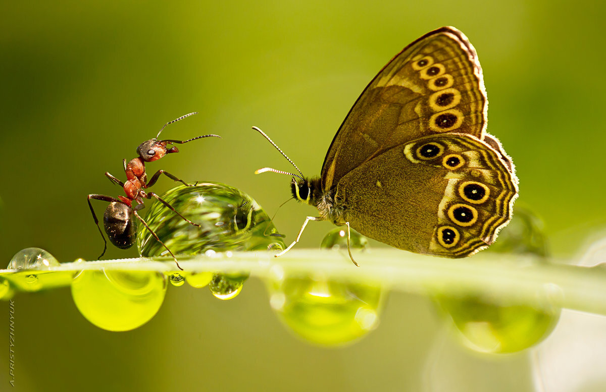 Символ людей, рождённых 4-го числа - Муравей и Бабочка