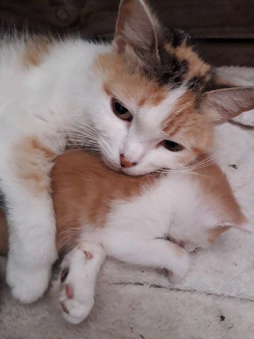 Наша истребительница мышей с ребенком. мамины обнимашки