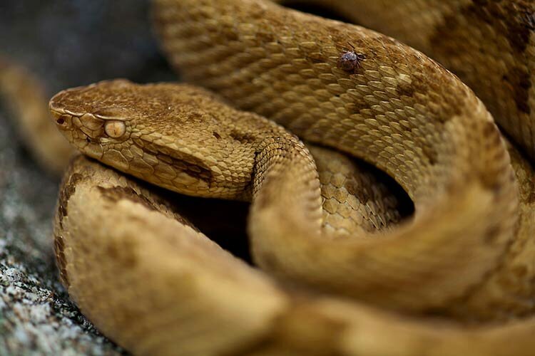 Островной ботропс