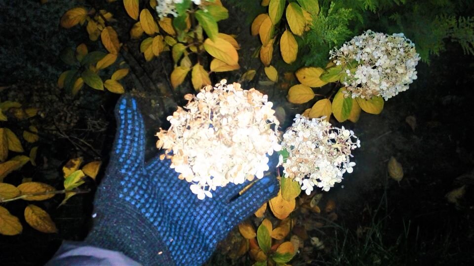 Обшмыгиваем соцветия снизу вверх. Фото автора