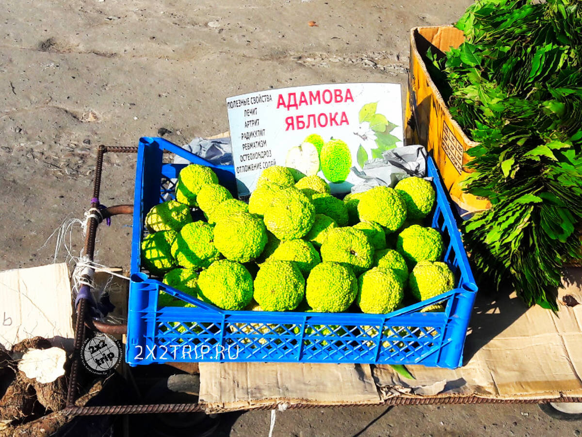 Настойка Адамово яблоко (маклюры) РК (100 мл)