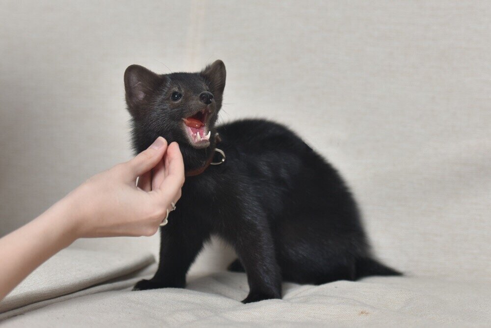 Соболь вредничает.