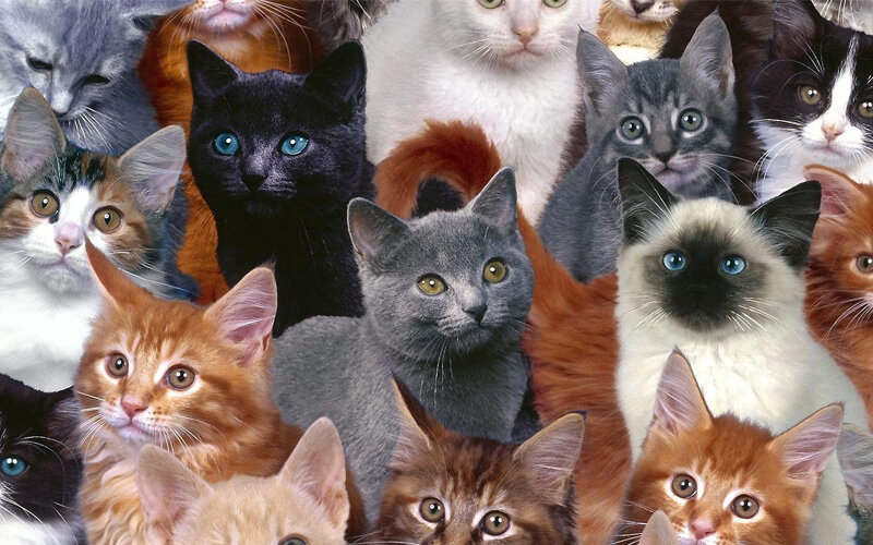 фото pozvonochniky.ru