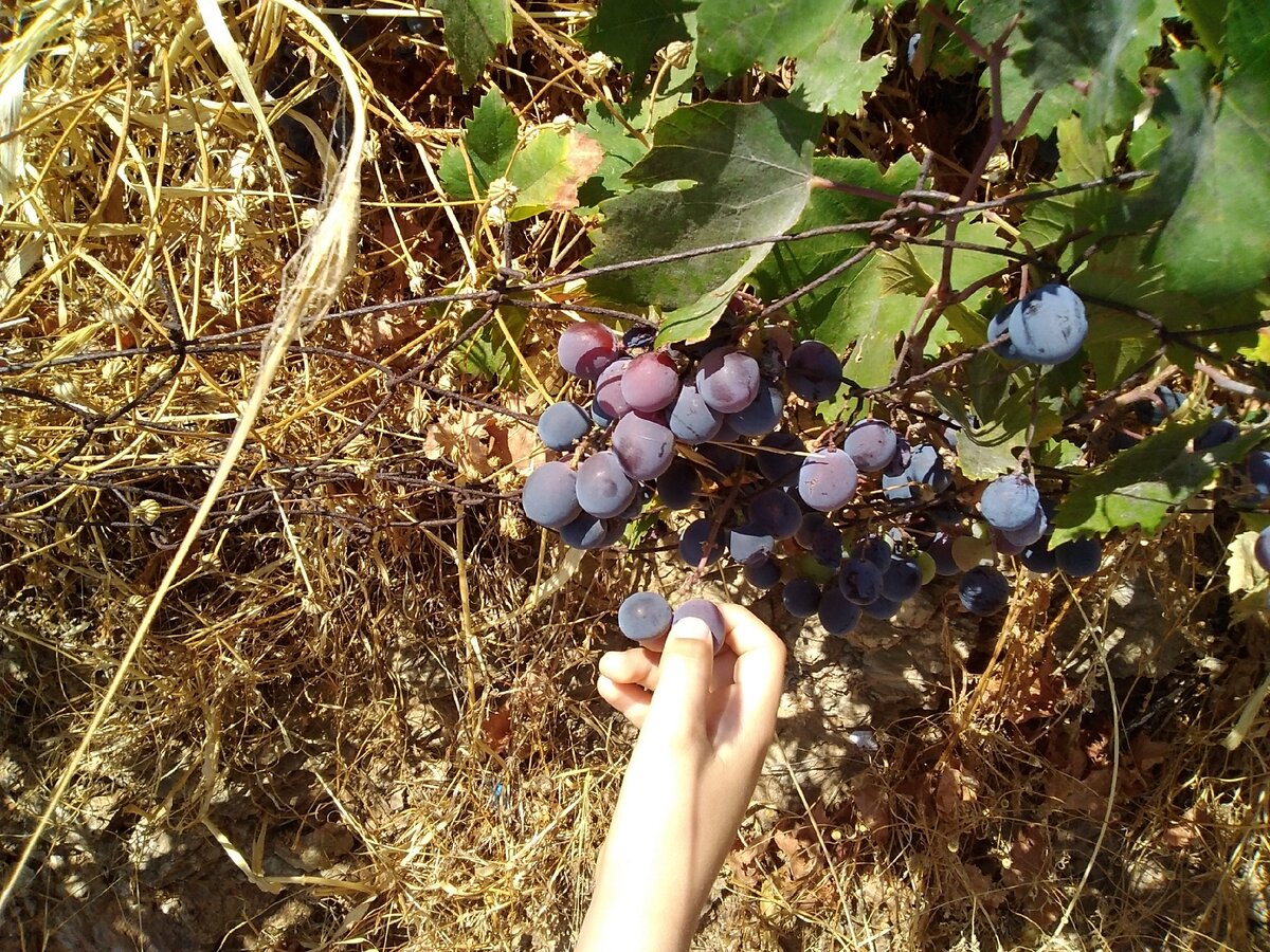 Невероятно сладкий, хотя и дикий!