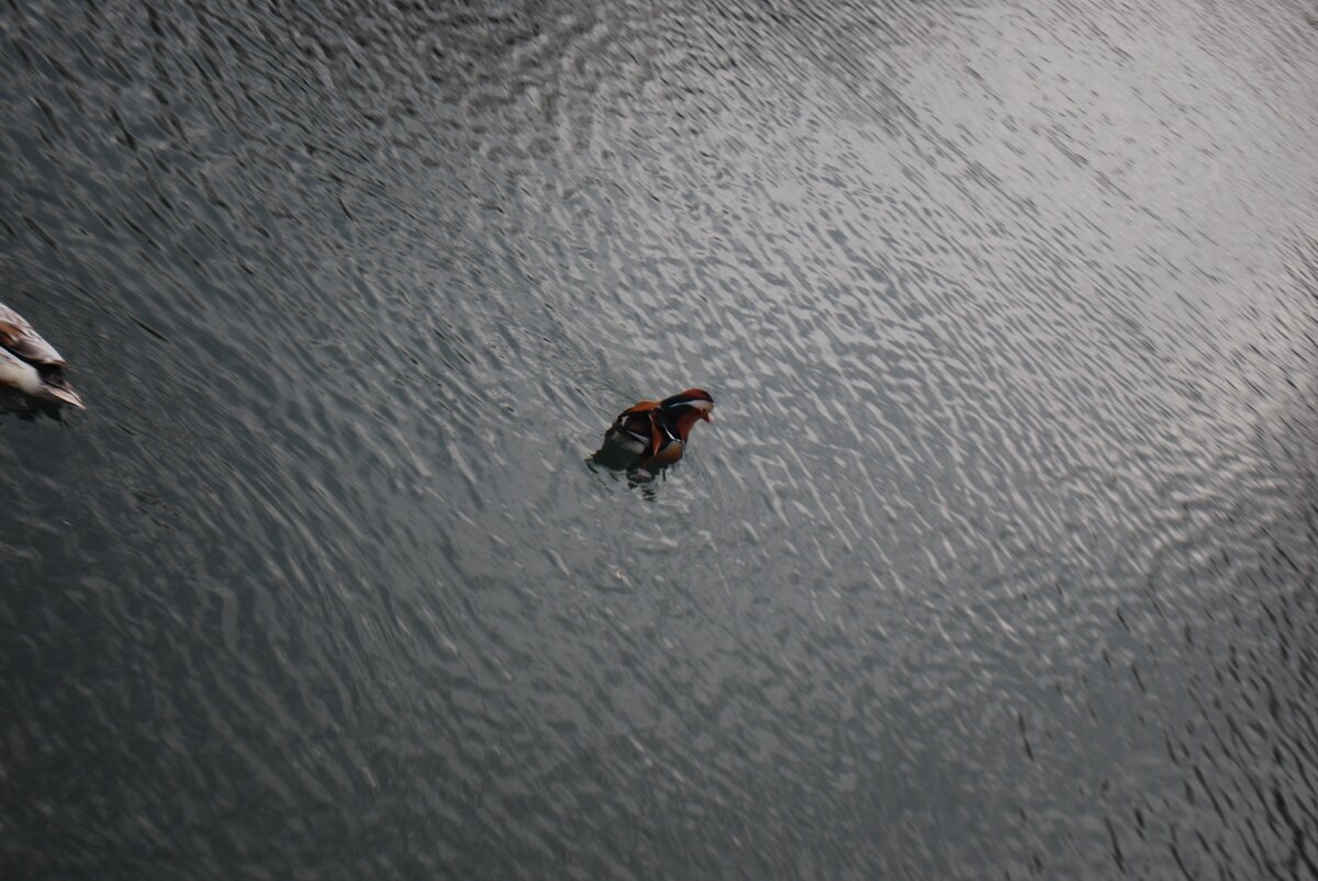 Утка-мандаринка