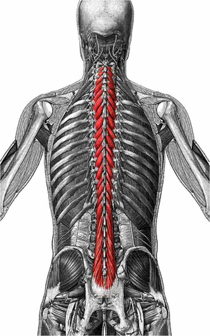 M Latissimus Dorsi прикрепление