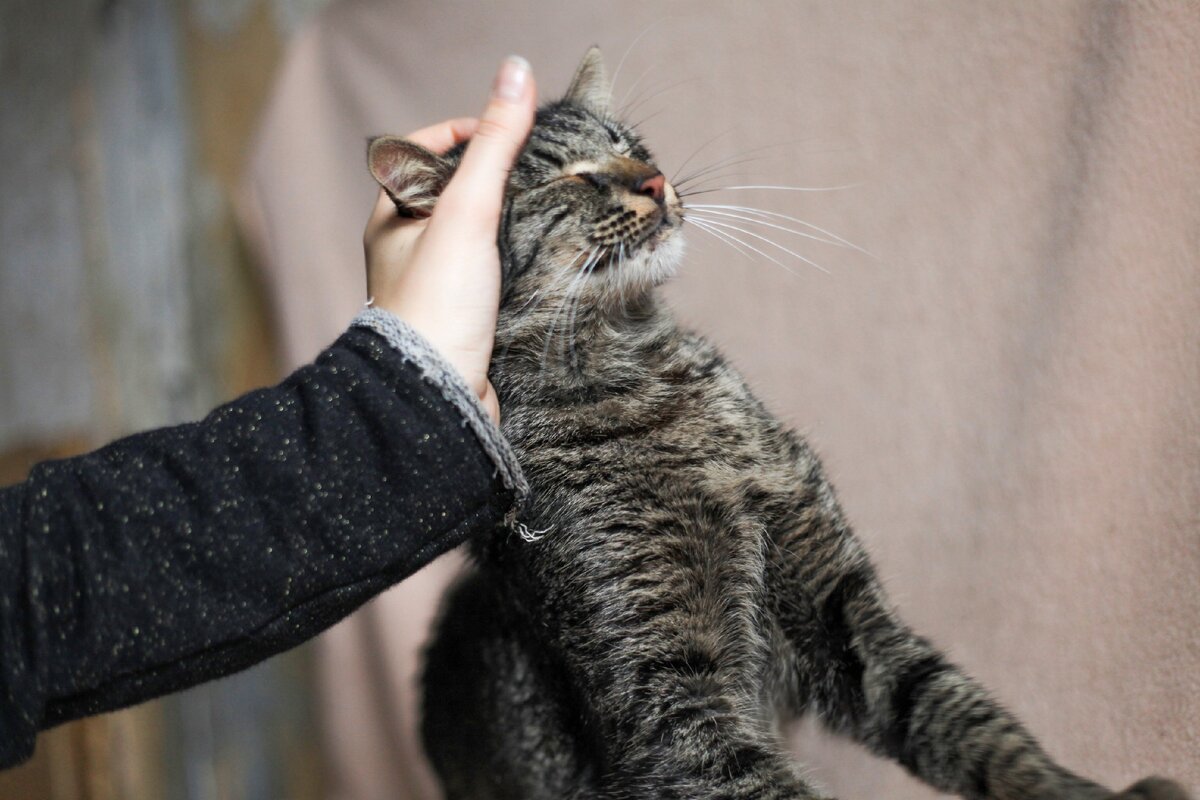 Очень ласковый котяра.