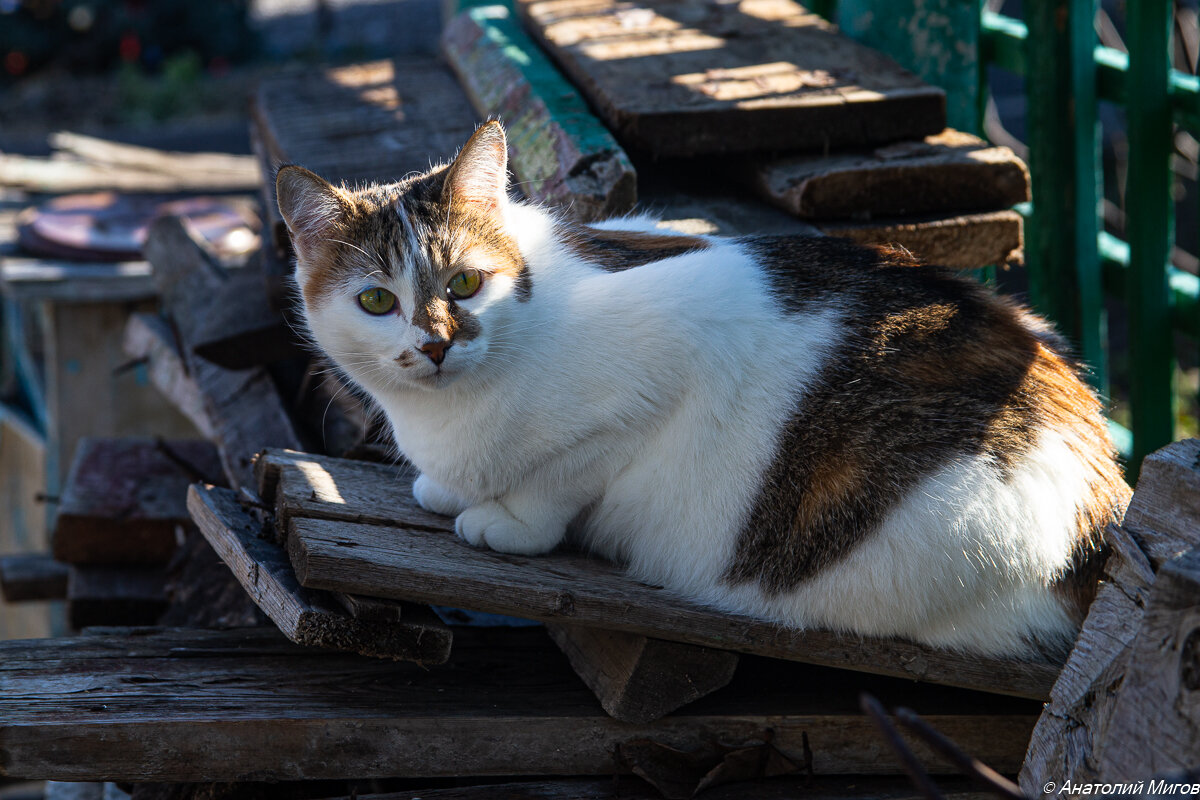 На фото: кошка Черепашка.