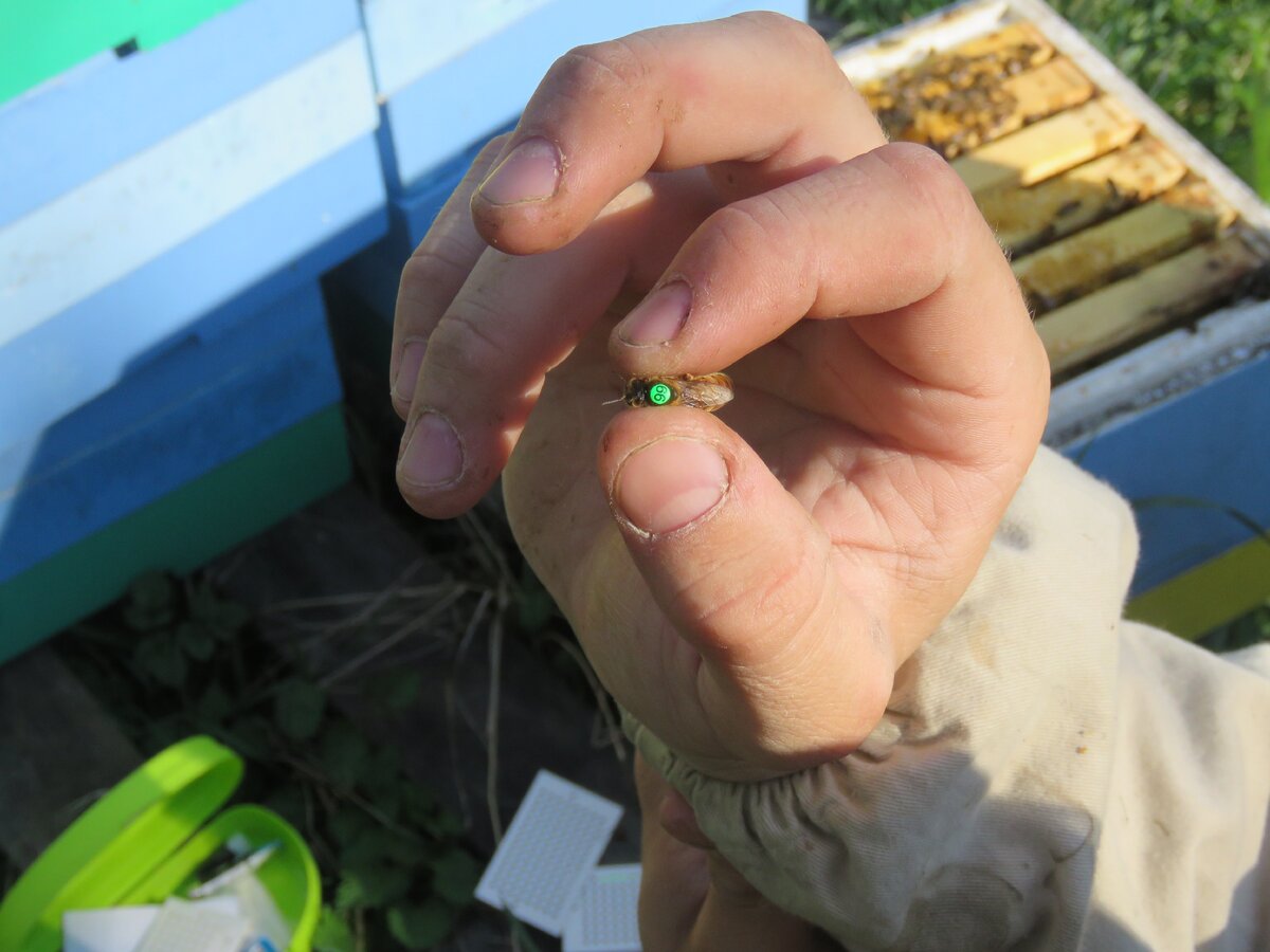 Плодная матка Бакфаст с меткой.