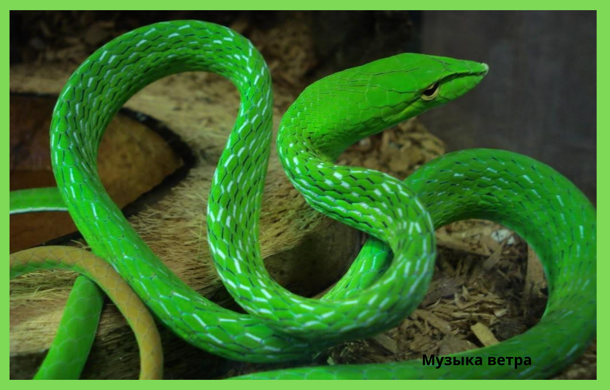 Большие зеленые змеи. Виноградная остроголовая змея. Змея длиннорылая плетевидка. Сентлюсийский полоз. Плетевидный полоз.