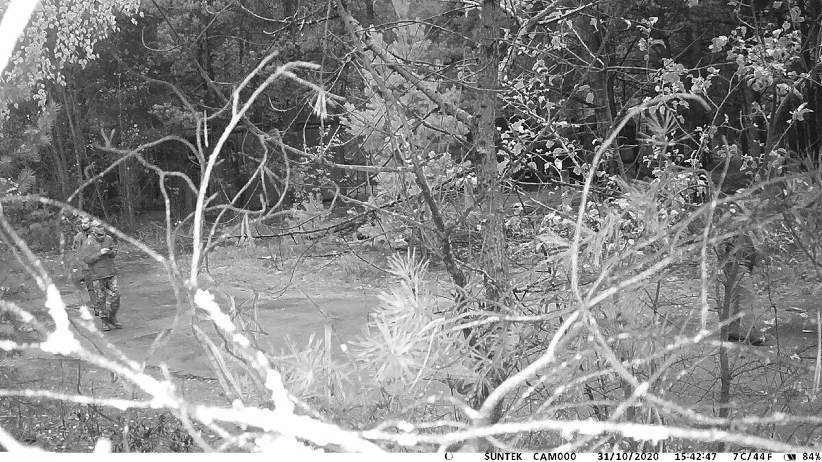 Уставили скрытые камеры в Чернобыле, что и кто попался на фотоловушку ...