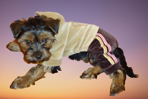 Наш любимчик Семен по родословной Жан-Жак