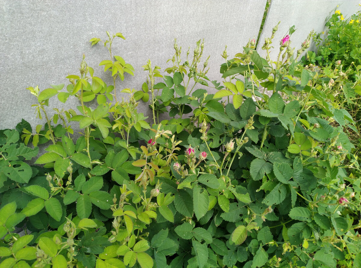 Посмотрим, какие розочки тут нам оставили...