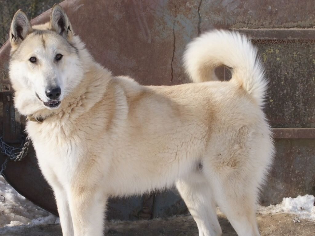 Восточно-сибирская лайка(ВСЛ). Фото взято из интернета.