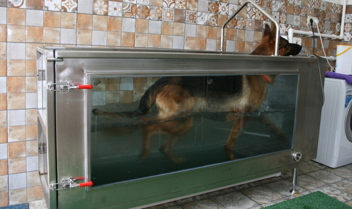 Беговая дорожка для собак мелких пород. Водная беговая дорожка для собак. Беговая дорожка для собак с водой. Водная беговая дорожка для собак. Водяная беговая дорожка для собак.