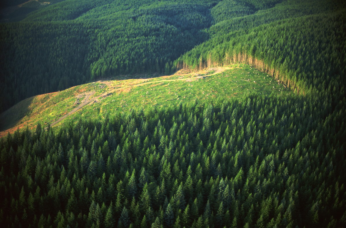 Карпаты вырубленные леса. Лесные и нелесные земли лесного фонда. Земли лесного фонда Челябинской области. Лесное хозяйство в Норвегии.