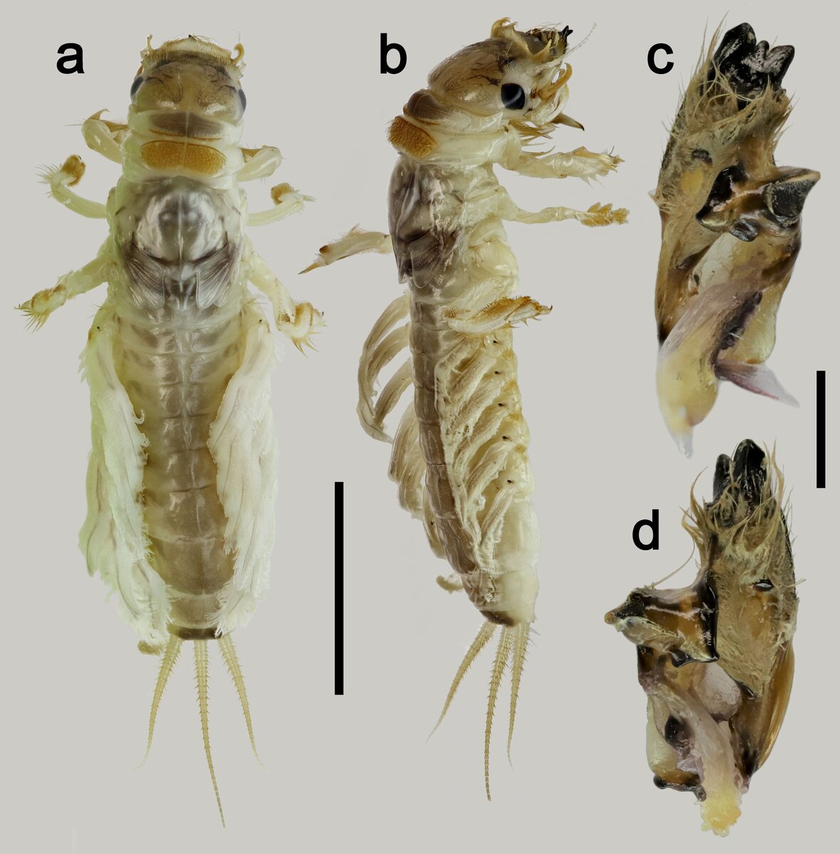 Поденка-камнеед (Languidipes lithophagus)